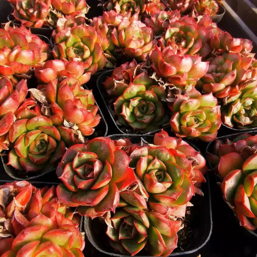 Echeveria Paso Doble Clustering