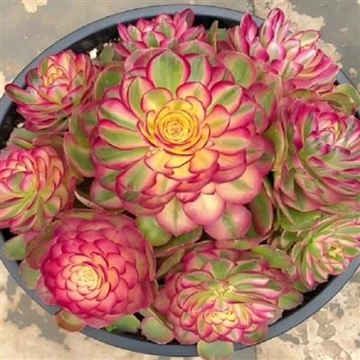 Aeonium Qingcheng