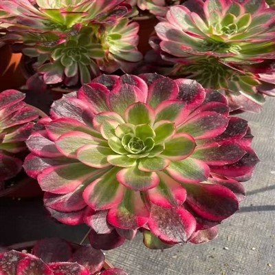 Aeonium Begónia