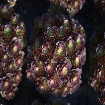 Aeonium "Charming Golden Rose"