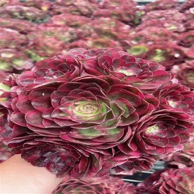 Aeonium jó szerencsét
