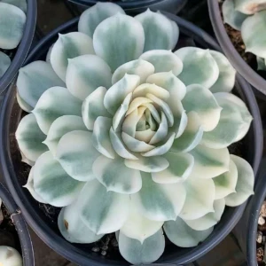 Echeveria Cv. Onslow ritka növények